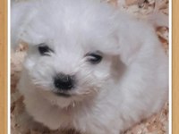 A KALİTE GERÇEK ORJİNAL MALTESE YAVRULAR