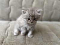 1 Aylık British Shorthair Yavrular