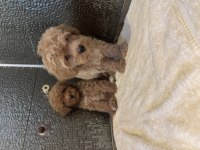 Çok güzel Maltipoo bebekler