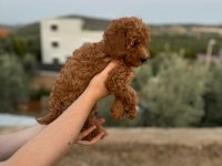 ORJİNAL TOY POODLE YAVRULAR İZMİR