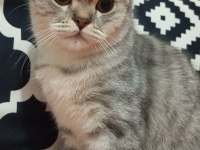 British shorthair safkan 7 aylık
