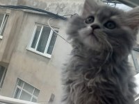 Aşırı oyuncu sevecen british longhair
