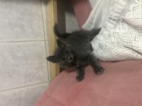 Russian blue yavru kedimiz