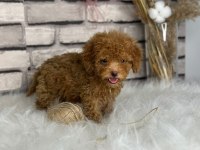 Harika anotomisi ile mükemmel Toy poodle yavrular