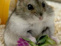 HAMSTER GONZALES YAVRULAR HERYERE GÖNDERİM