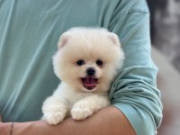 Show Kalite Pomeranian Boo Yavrular