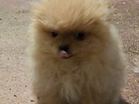 29 Ekim doğumlu dişi oyuncu pomeranian maskotunuz olsun