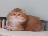 Safkan British Longhair Erkek