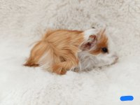 Guineapig Bebekler