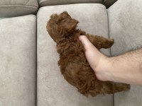 Erkek Toy Poodle