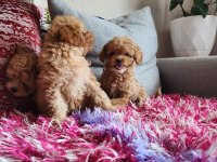 SAĞLIK VE IRK GARANTİLİ POODLE