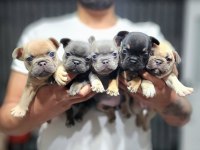 EXOTİC MÜKEMMEL KALİTE FRENCH BULLDOG YAVRULARİM