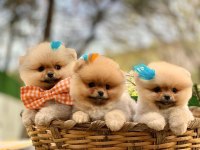 Pomeranian boo yavrular