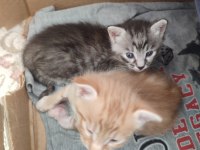 ACİL YAVRU KEDİ SAHİPLENDİRİLECEK TEKİR