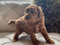 EV ORTAMINDAN RED BROWN TAM TOY POODLE BEBEKLER