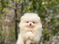 2.5 Aylık Orijinal Pomeranian Boo Yavrular