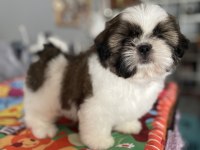 Teacup shih tzu