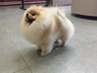 Pomeranian eşleşme ilanıdır