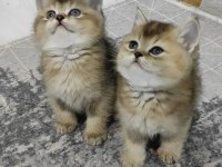 Golden British Shorthair Yavrular