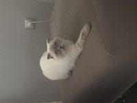 Pamuk scottish fold kızımıza yuva arıyoruz