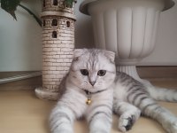 11 aylık kedimizi sahiplendiriyoruz