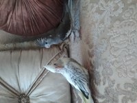 Bebek Sultan Papağanları Yeni Sahiplerini Bekliyor