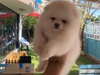 Kartopu Pomeranian Dişi Yavrumuz