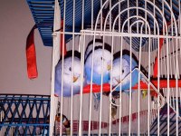 Muhabbet kuşu hepsi bebek 3 haftalık evimde büyüttüm