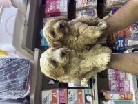 Dünylar Tatlısı Büyümeyen F1 Maltipoo