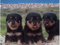 Orj Macar yurt dışı üretim rottweiler yavrularımız