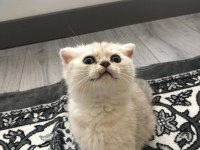 Scottish fold erkek kedimiz