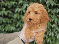 IRK VE SAĞLIK GARANTİ POODLE YAVRULARIMIZ