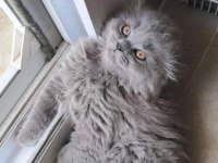 Safkan A kalite 1,5 aylık paspas british longhair erkeğim