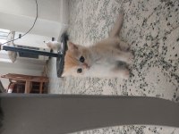 British longhair ve british Gold Ny11