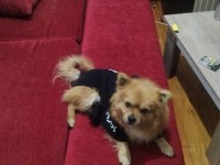 Shiba inu mix breeds köpeğimiz
