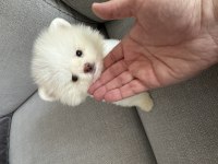 2 aylık yavru pomeranian