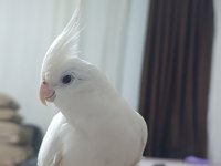 Albino Sultan Papağanı