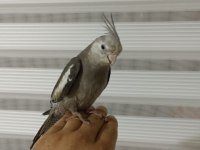 Erkek konuşur vaziyette sultan papağanı grey