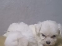 Terrier Köpeği Yavrularımız