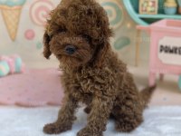 Premium Toy Poodle Yavruları