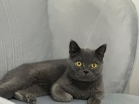 Safkan british shorthair 8 aylık dişi