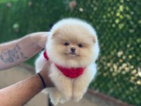 Irk ve Sağlık Garantili Pomeranian Boo Köpeği