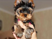 Petmode köpek çiftliğinden tea cup yorkshire terrier