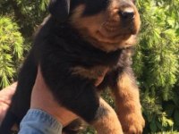 Irk Ve Sağlık Garantili Rottweiler Yavruları