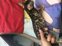 Show class bengal kedisi yavruları