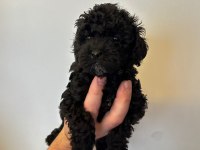 ORJİNAL SİYAH TOY POODLE