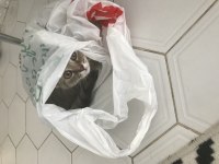 Scottish fold kedimiz 3 aylık erkek