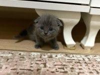 Safkan scottish fold yavrum yeni yuvasını arıyor