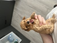 20 günlük toy poodle yavruları