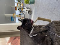 French bulldog erkek